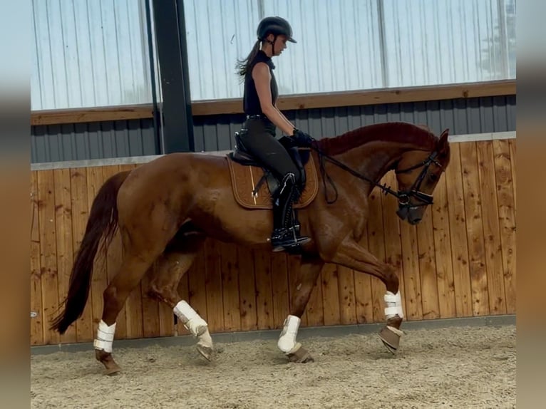 Deutsches Sportpferd Wallach 6 Jahre 173 cm Fuchs in Velpke