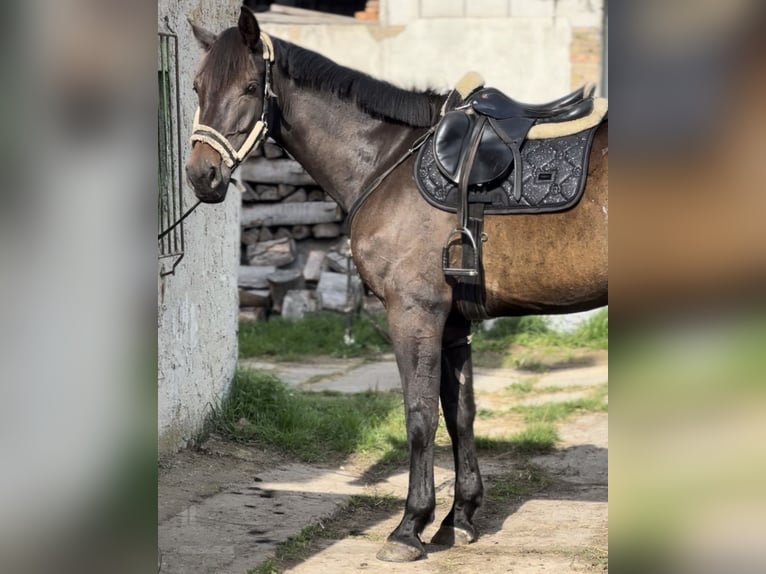 Deutsches Sportpferd Wallach 6 Jahre 173 cm Rappe in Templin