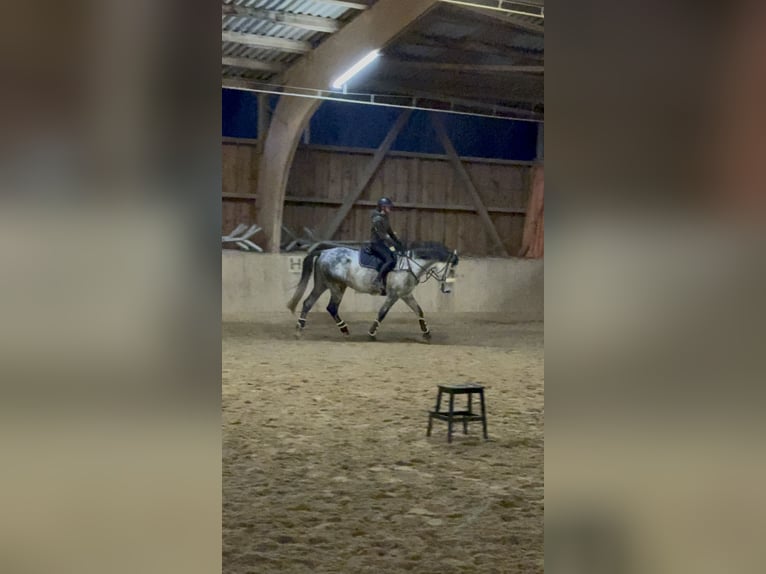 Deutsches Sportpferd Wallach 6 Jahre 173 cm Schimmel in Ammerbuch