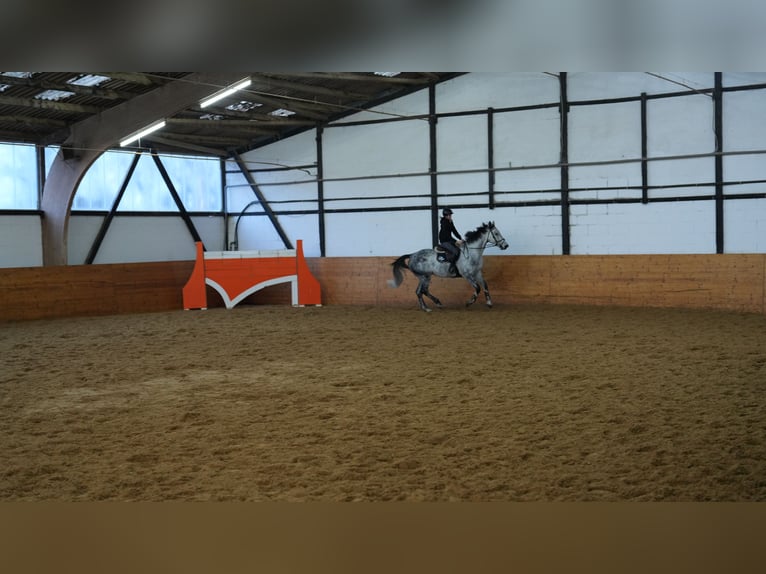 Deutsches Sportpferd Wallach 6 Jahre 173 cm Schimmel in Ammerbuch