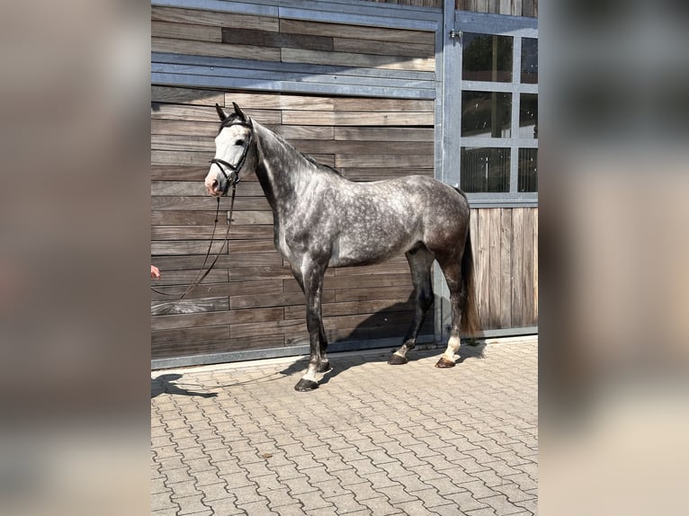 Deutsches Sportpferd Wallach 6 Jahre 173 cm Schimmel in Leipzig