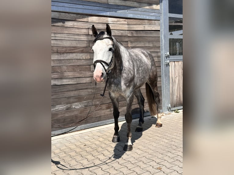 Deutsches Sportpferd Wallach 6 Jahre 173 cm Schimmel in Leipzig