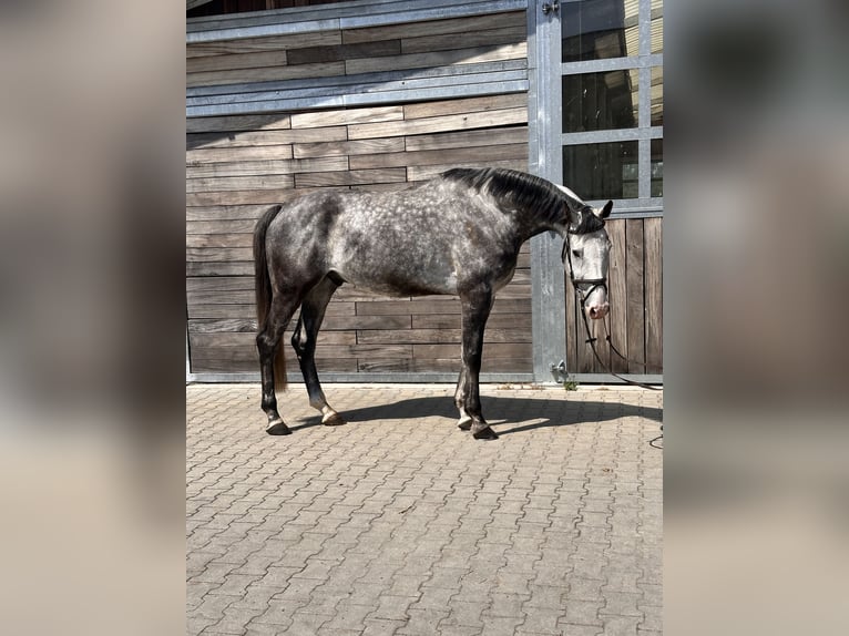 Deutsches Sportpferd Wallach 6 Jahre 173 cm Schimmel in Leipzig