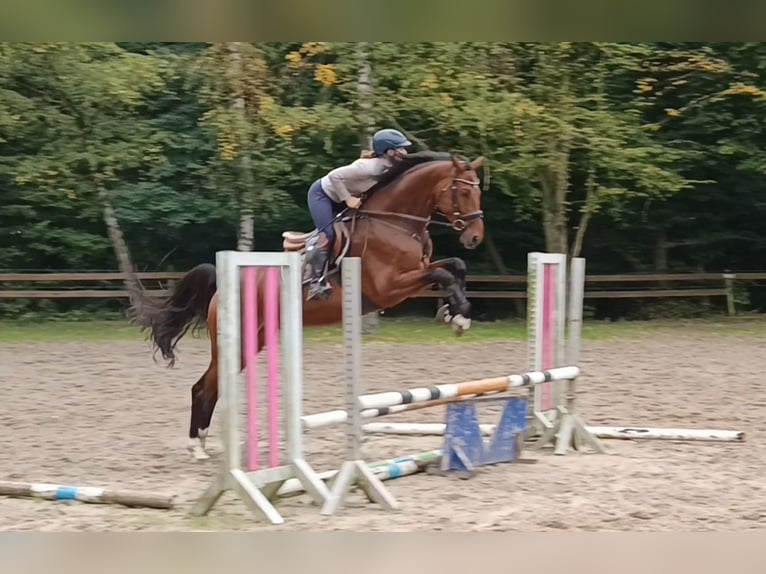 Deutsches Sportpferd Wallach 6 Jahre 174 cm Brauner in Braunschweig