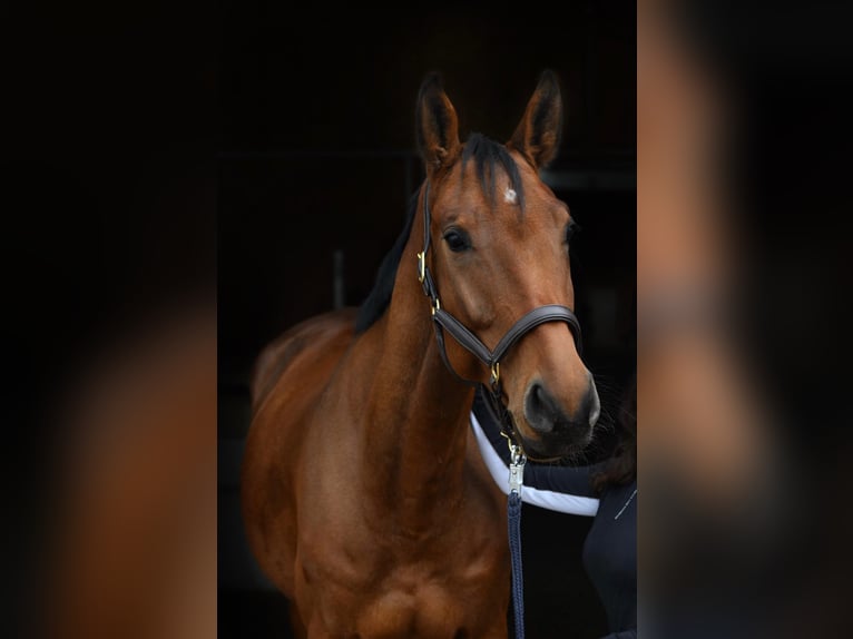 Deutsches Sportpferd Wallach 6 Jahre 174 cm Brauner in Leisnig