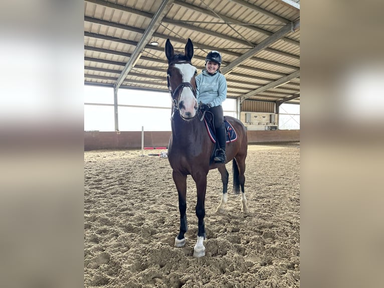 Deutsches Sportpferd Wallach 6 Jahre 174 cm Brauner in Thaleischweiler-Fröschen