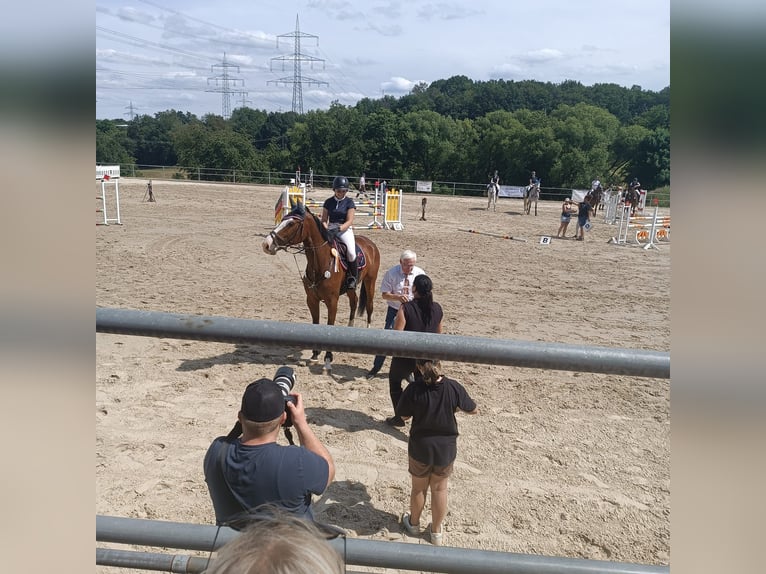 Deutsches Sportpferd Wallach 6 Jahre 174 cm Brauner in Thaleischweiler-Fröschen