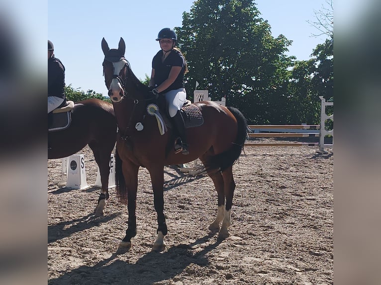 Deutsches Sportpferd Wallach 6 Jahre 174 cm Brauner in Thaleischweiler-Fröschen