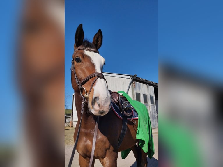 Deutsches Sportpferd Wallach 6 Jahre 174 cm Brauner in Thaleischweiler-Fröschen