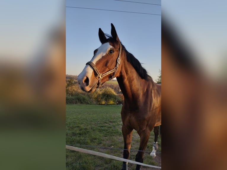 Deutsches Sportpferd Wallach 6 Jahre 174 cm Brauner in Thaleischweiler-Fröschen