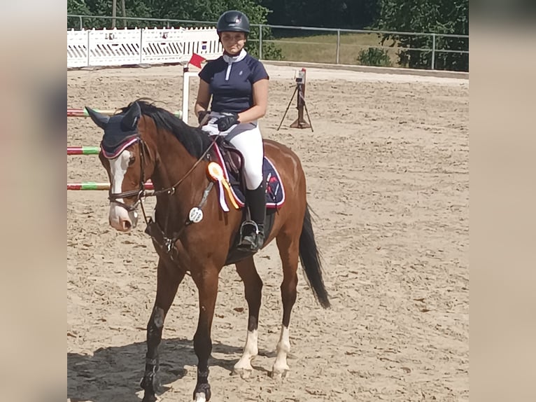 Deutsches Sportpferd Wallach 6 Jahre 174 cm Brauner in Thaleischweiler-Fröschen