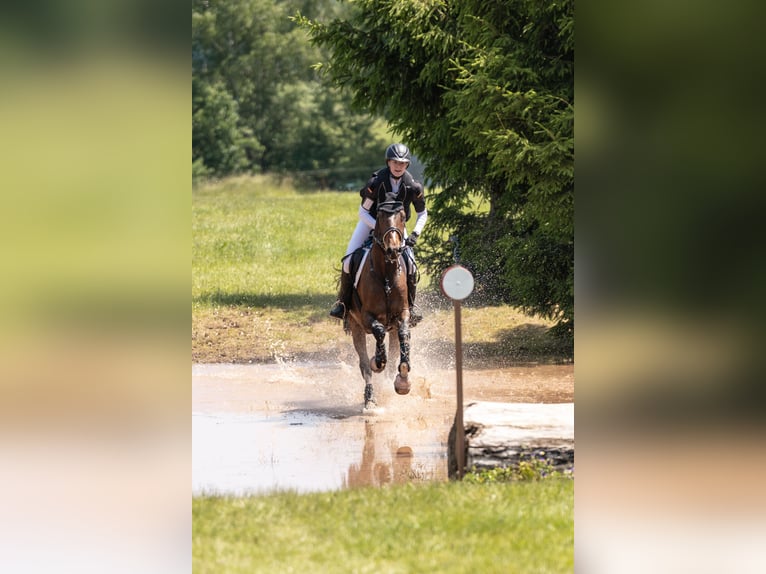Deutsches Sportpferd Wallach 6 Jahre 174 cm Brauner in Plauen OT Oberlosa