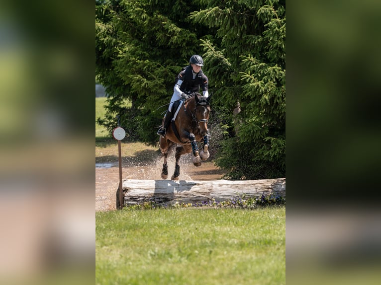 Deutsches Sportpferd Wallach 6 Jahre 174 cm Brauner in Plauen OT Oberlosa