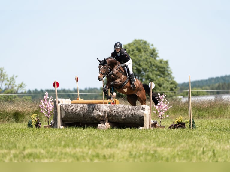 Deutsches Sportpferd Wallach 6 Jahre 174 cm Brauner in Plauen OT Oberlosa