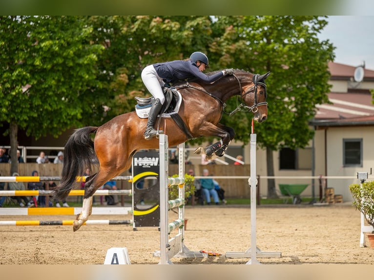 Deutsches Sportpferd Wallach 6 Jahre 174 cm Brauner in Plauen OT Oberlosa