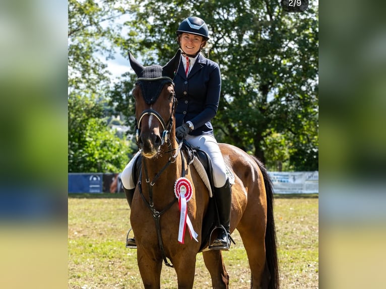 Deutsches Sportpferd Wallach 6 Jahre 174 cm Brauner in Plauen OT Oberlosa