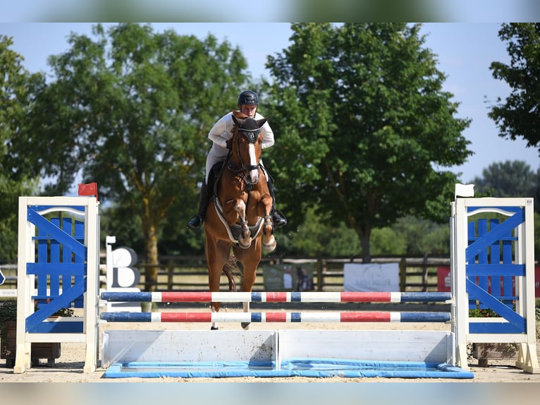 Deutsches Sportpferd Wallach 6 Jahre 174 cm Fuchs in Riedstadt