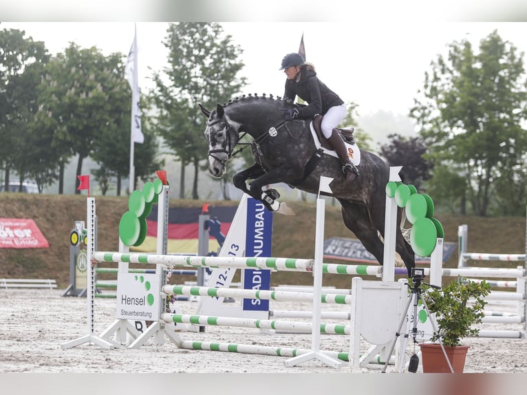 Deutsches Sportpferd Wallach 6 Jahre 174 cm Schimmel in Berga