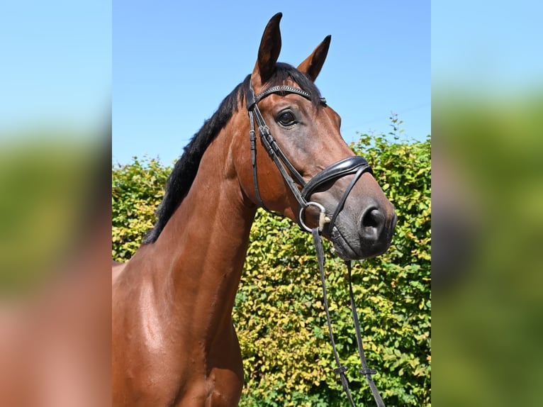 Deutsches Sportpferd Wallach 6 Jahre 175 cm Brauner in Karlsfeld