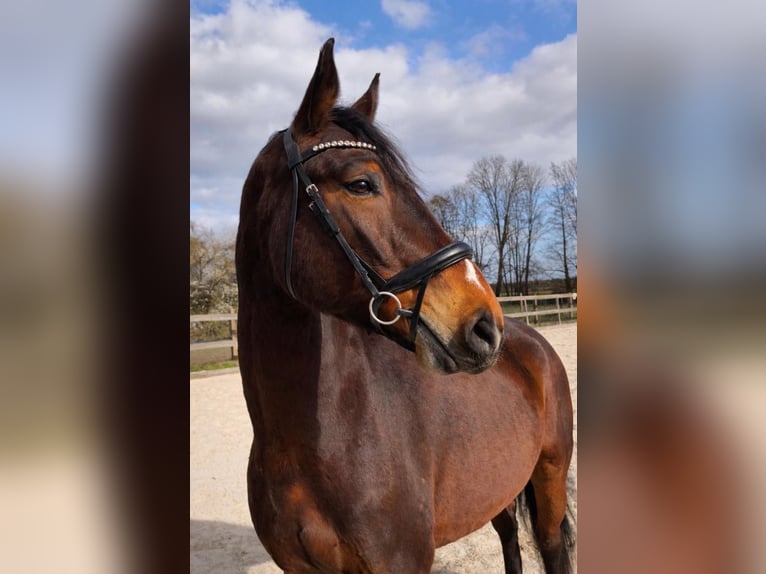 Deutsches Sportpferd Wallach 6 Jahre 175 cm Brauner in Havelsee