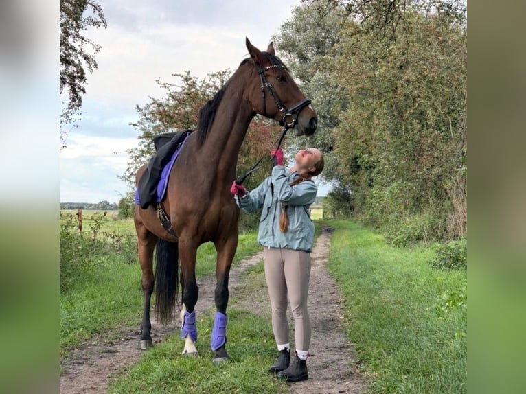 Deutsches Sportpferd Wallach 6 Jahre 175 cm Brauner in Havelsee