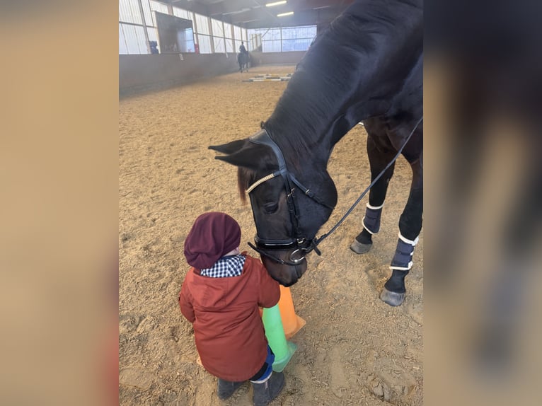 Deutsches Sportpferd Wallach 6 Jahre 175 cm Dunkelbrauner in Essen