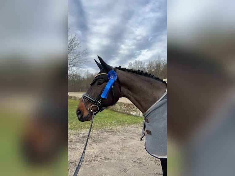 Deutsches Sportpferd Wallach 6 Jahre 175 cm Dunkelbrauner in Essen