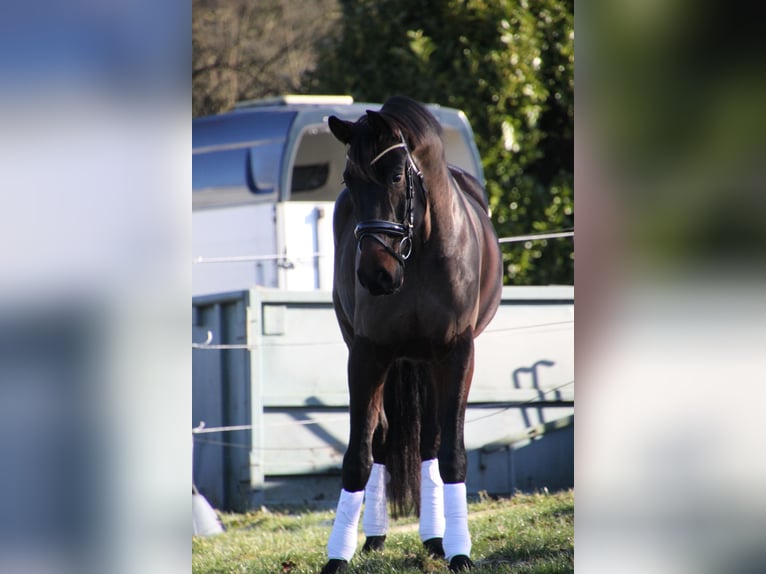 Deutsches Sportpferd Wallach 6 Jahre 175 cm Dunkelbrauner in Essen