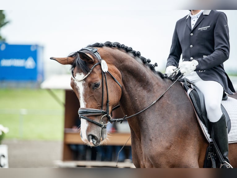Deutsches Sportpferd Wallach 6 Jahre 175 cm Dunkelbrauner in HolzgünzHolzgünz