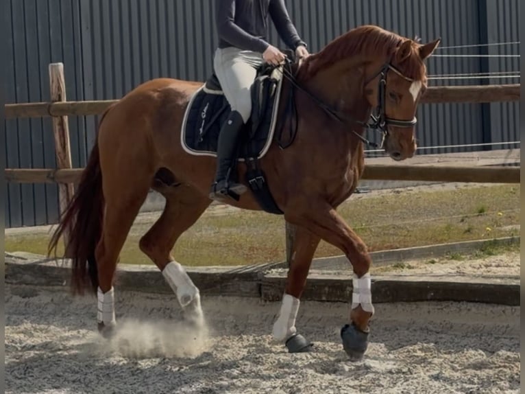 Deutsches Sportpferd Wallach 6 Jahre 175 cm Fuchs in Velpke