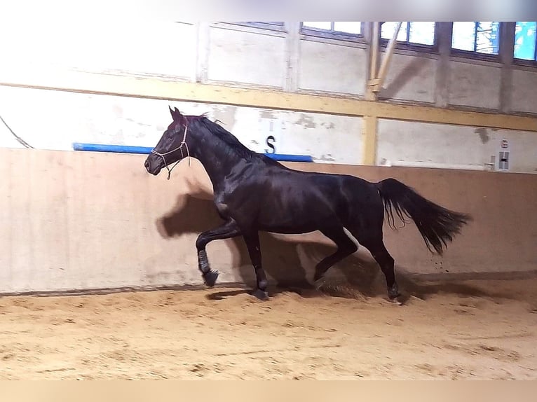 Deutsches Sportpferd Wallach 6 Jahre 175 cm Rappe in Grimma