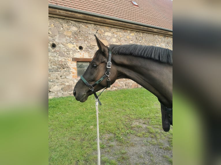 Deutsches Sportpferd Wallach 6 Jahre 175 cm Rappe in Grimma