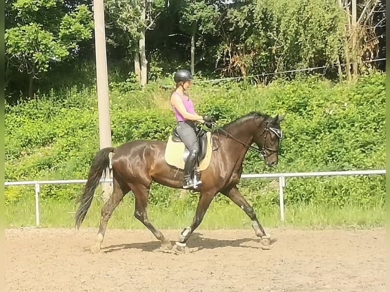 Deutsches Sportpferd Wallach 6 Jahre 175 cm Rappe in Grimma