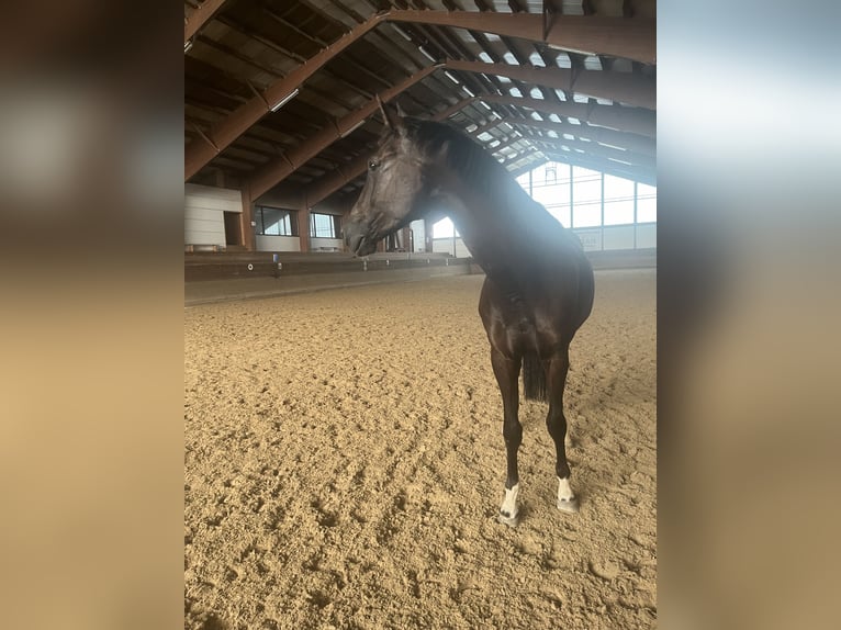 Deutsches Sportpferd Wallach 6 Jahre 175 cm Rappe in Freudenstadt