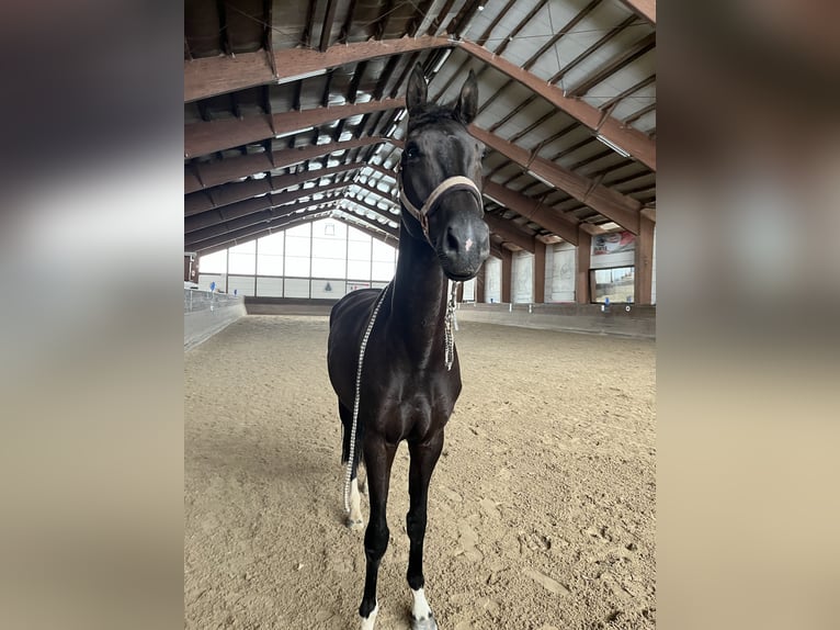 Deutsches Sportpferd Wallach 6 Jahre 175 cm Rappe in Freudenstadt