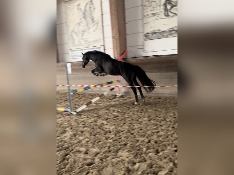 Deutsches Sportpferd Wallach 6 Jahre 175 cm Rappe in Freudenstadt