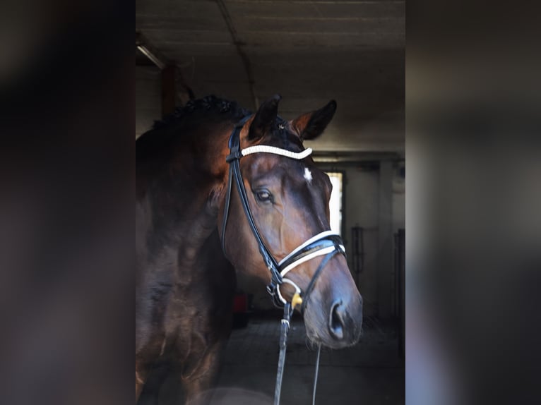 Deutsches Sportpferd Wallach 6 Jahre 175 cm Schwarzbrauner in Burggen