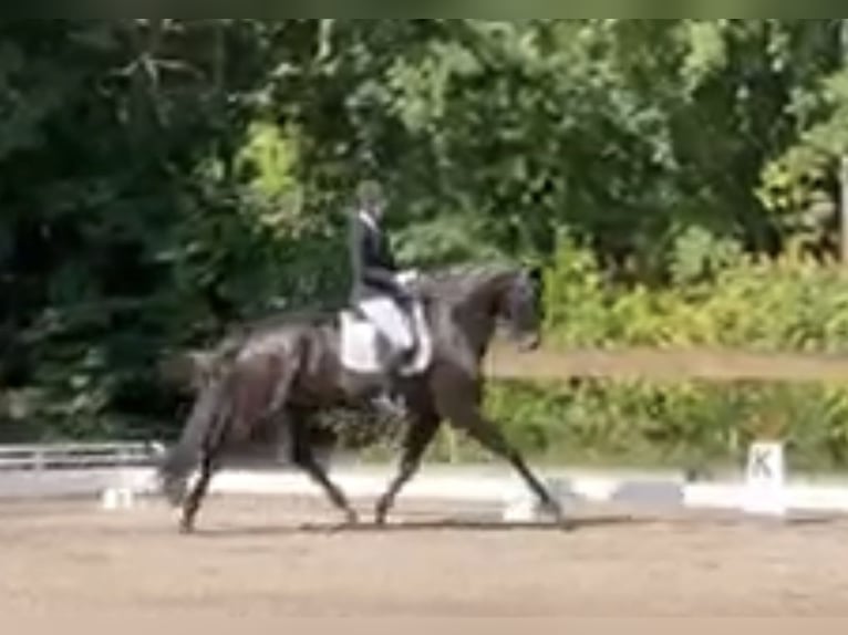 Deutsches Sportpferd Wallach 6 Jahre 175 cm Schwarzbrauner in Wiesbaden