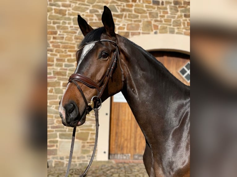 Deutsches Sportpferd Wallach 6 Jahre 176 cm Brauner in W&#xFC;rzburg