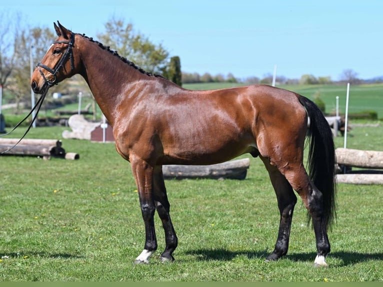 Deutsches Sportpferd Wallach 6 Jahre 176 cm Brauner in Gomadingen