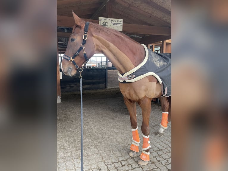 Deutsches Sportpferd Wallach 6 Jahre 176 cm Dunkelfuchs in Rodgau