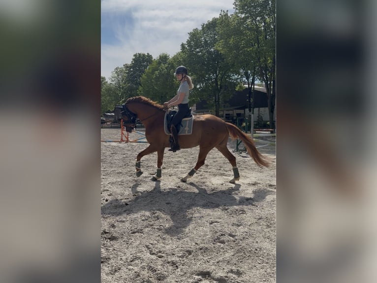 Deutsches Sportpferd Wallach 6 Jahre 176 cm Fuchs in Solingen