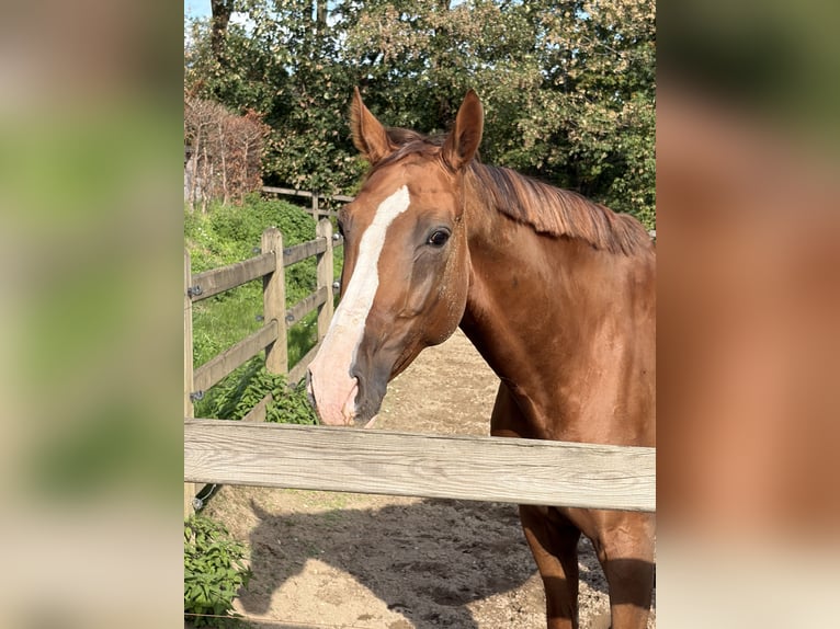 Deutsches Sportpferd Wallach 6 Jahre 176 cm Fuchs in Solingen