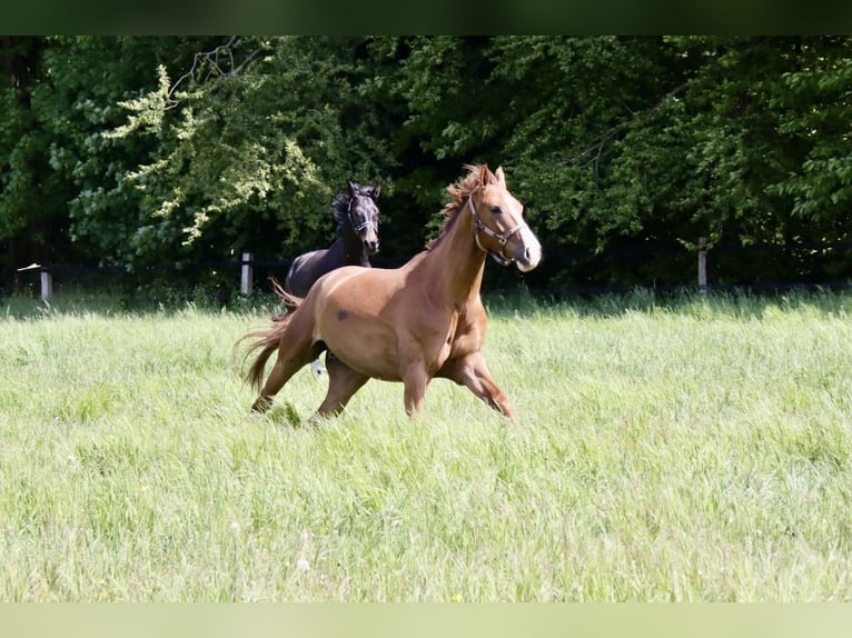 Deutsches Sportpferd Wallach 6 Jahre 176 cm Fuchs in Solingen