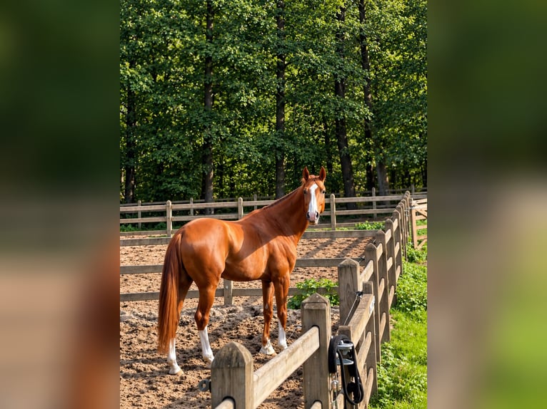 Deutsches Sportpferd Wallach 6 Jahre 176 cm Fuchs in Solingen