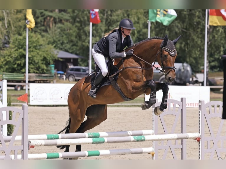 Deutsches Sportpferd Wallach 6 Jahre 177 cm Brauner in Braunschweig