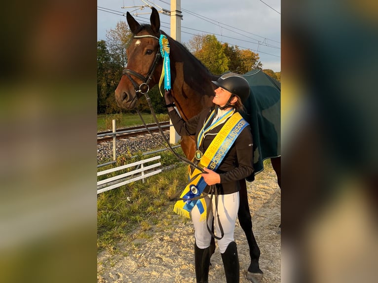 Deutsches Sportpferd Wallach 6 Jahre 178 cm Brauner in Kornberg
