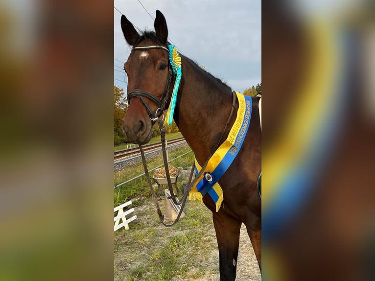 Deutsches Sportpferd Wallach 6 Jahre 178 cm Brauner in Kornberg