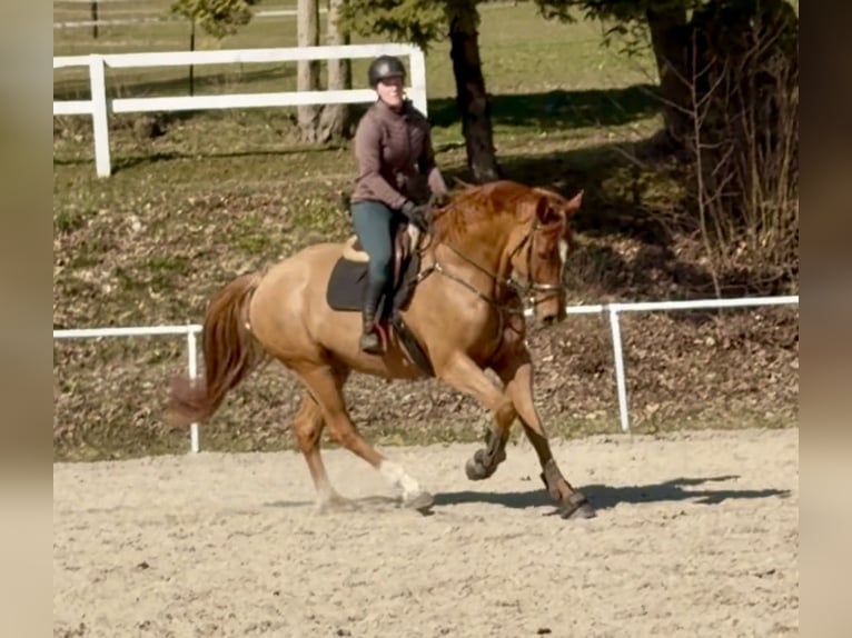 Deutsches Sportpferd Wallach 6 Jahre 179 cm Fuchs in Pelmberg