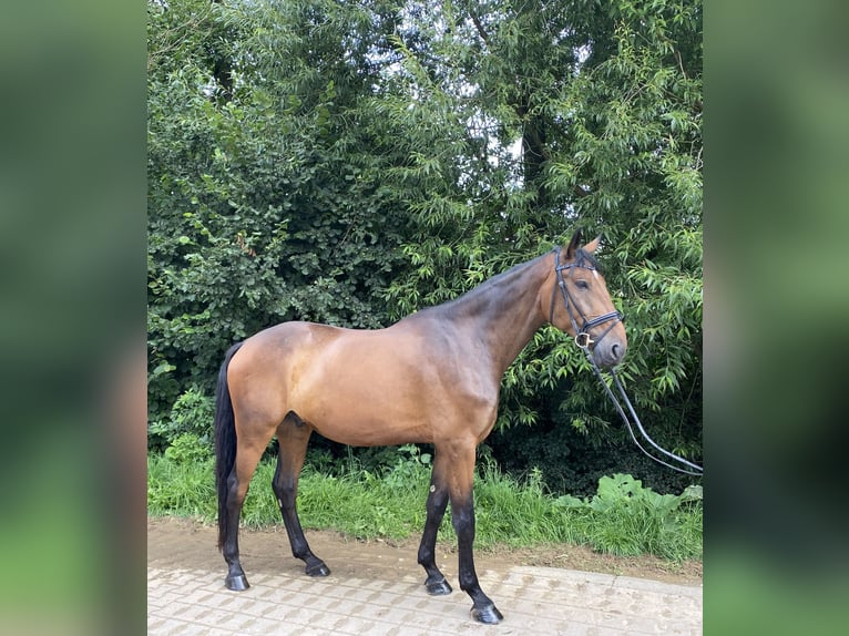 Deutsches Sportpferd Wallach 6 Jahre 180 cm Brauner in Gebroth